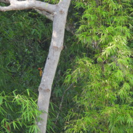 Red-headed flameback (Chrysocolaptes erythrocephalus) female