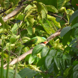 Blue-naped parrot (Tanygnathus lucionensis)