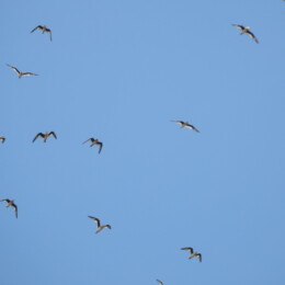 Small pratincole (Glareola lactea)