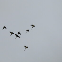 Rose-ringed parakeet (Psittacula krameri)