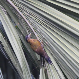 Laced woodpecker (Picus vittatus) female