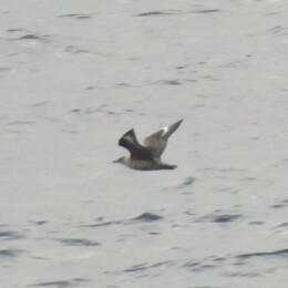 Great skua (Stercorarius skua)