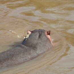 Common sandpiper (Actitis hypoleucos) on a hippo (Hippopotamus amphibius)