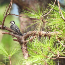 Gray-capped pygmy woodpecker (Yungipicus canicapillus)