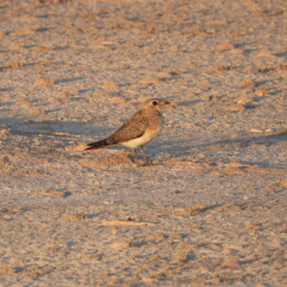 Collared pratincole (Glareola pratincola) juvenile