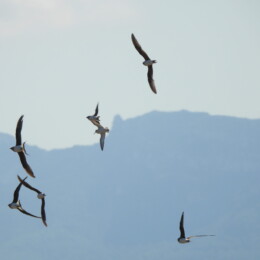 Collared pratincole (Glareola pratincola) and dunlin (Calidris alpina)