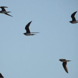 Collared pratincole (Glareola pratincola)