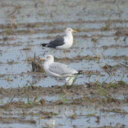 European herring gull (Larus argentatus) and lesser black-backed gull (Larus fuscus)