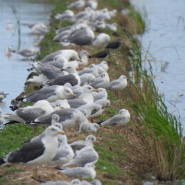Lesser black-backed gull (Larus fuscus), black-headed gull (Chroicocephalus ridibundus), yellow-legged gull (Larus michahellis) and northern lapwing (Vanellus vanellus)
