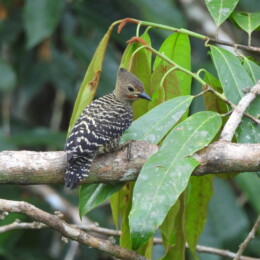 Buff-rumped woodpecker (Meiglyptes grammithorax) male
