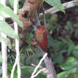Banded woodpecker (Chrysophlegma miniaceus)