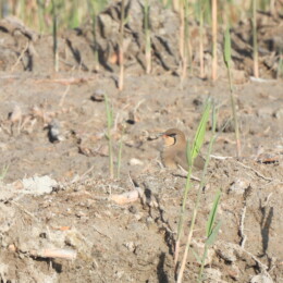 Collared pratincole (Glareola pratincola)
