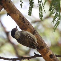 Cardinal woodpecker (Dendropicos fuscescens) female