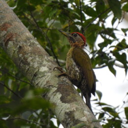 Laced woodpecker (Picus vittatus) male