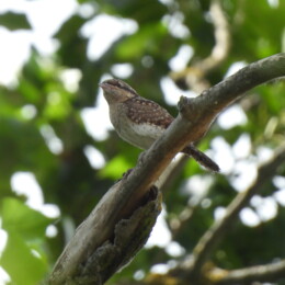 Eurasian wryneck (Jynx torquilla)