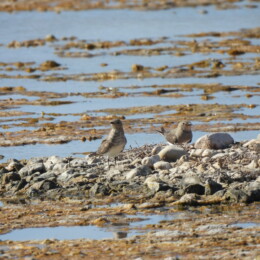 Collared pratincole (Glareola pratincola) juveniles