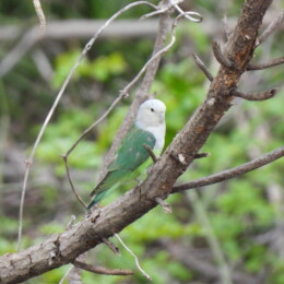 Gray-headed lovebird (Agapornis canus) male