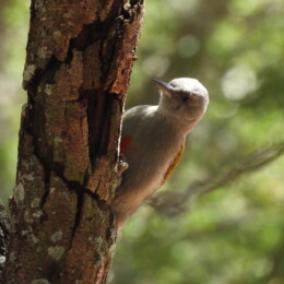 Eastern gray woodpecker (Dendropicos spodocephalus) female