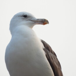 Kelp gull (Larus dominicanus)