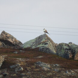 Long-tailed jaeger (Stercorarius longicaudus)