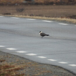 Long-tailed jaeger (Stercorarius longicaudus)