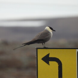 Long-tailed jaeger (Stercorarius longicaudus)