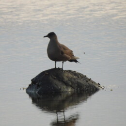 Parasitic jaeger (Stercorarius parasiticus) dark morph adult