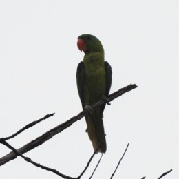 Blue-naped parrot (Tanygnathus lucionensis)