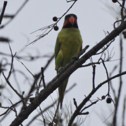 Long-tailed parakeet (Psittacula longicauda) male