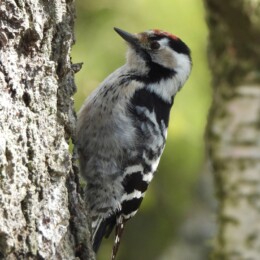 Lesser spotted woodpecker (Dryobates minor) male