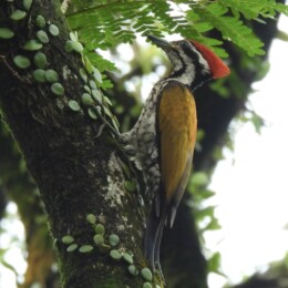 Common flameback (Dinopium javanense) male