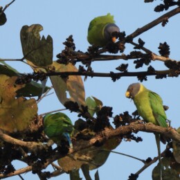 Plum-headed parakeet (Psittacula cyanocephala) females