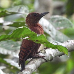 Rufous woodpecker (Micropternus brachyurus)