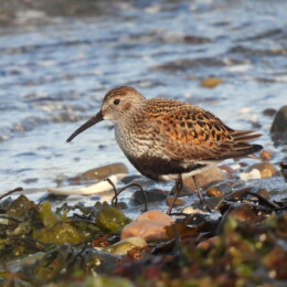 Dunlin (Calidris alpina)