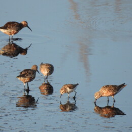 Curlew sandpiper (Calidris ferruginea) and little stint (Calidris minuta)