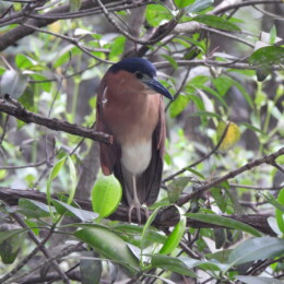 Nankeen night-heron (Nycticorax caledonicus)