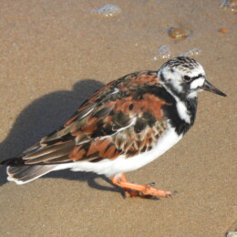 Ruddy turnstone (Arenaria interpres)