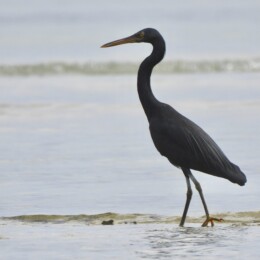 Pacific reef heron (Egretta sacra) dark-morph