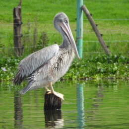 Pink-backed pelican (Pelecanus rufescens)