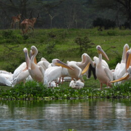 Great white pelican (Pelecanus onocrotalus)