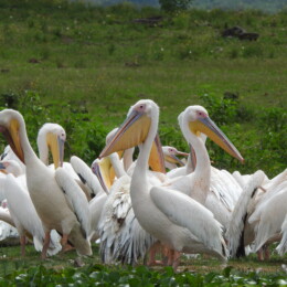 Great white pelican (Pelecanus onocrotalus)