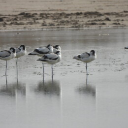 Pied avocet (Recurvirostra avosetta)