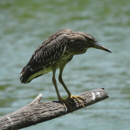 Black-crowned night-heron (Nycticorax nycticorax) juvenile