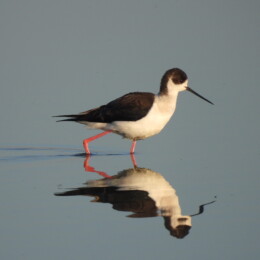 Black-winged stilt (Himantopus himantopus)