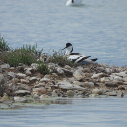 Pied avocet (Recurvirostra avosetta)