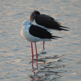 Black-winged stilt (Himantopus himantopus)