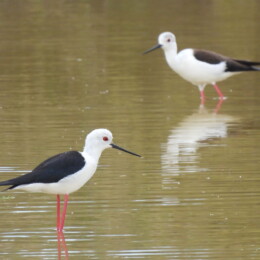 Black-winged stilt (Himantopus himantopus)