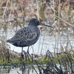 Spotted redshank (Tringa erythropus)