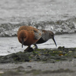 Red knot (Calidris canutus) and dunlin (Calidris alpina)