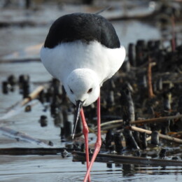 Black-winged stilt (Himantopus himantopus)